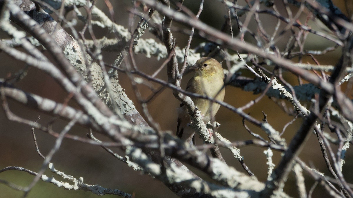 American Goldfinch - ML643894630