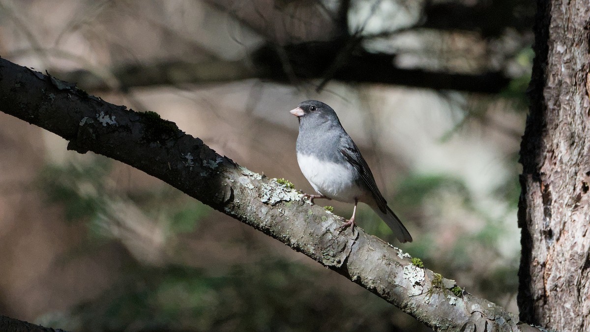 Dark-eyed Junco - ML643894638