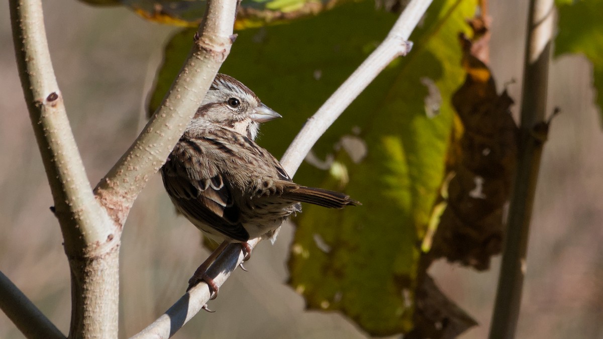 Song Sparrow - ML643894640