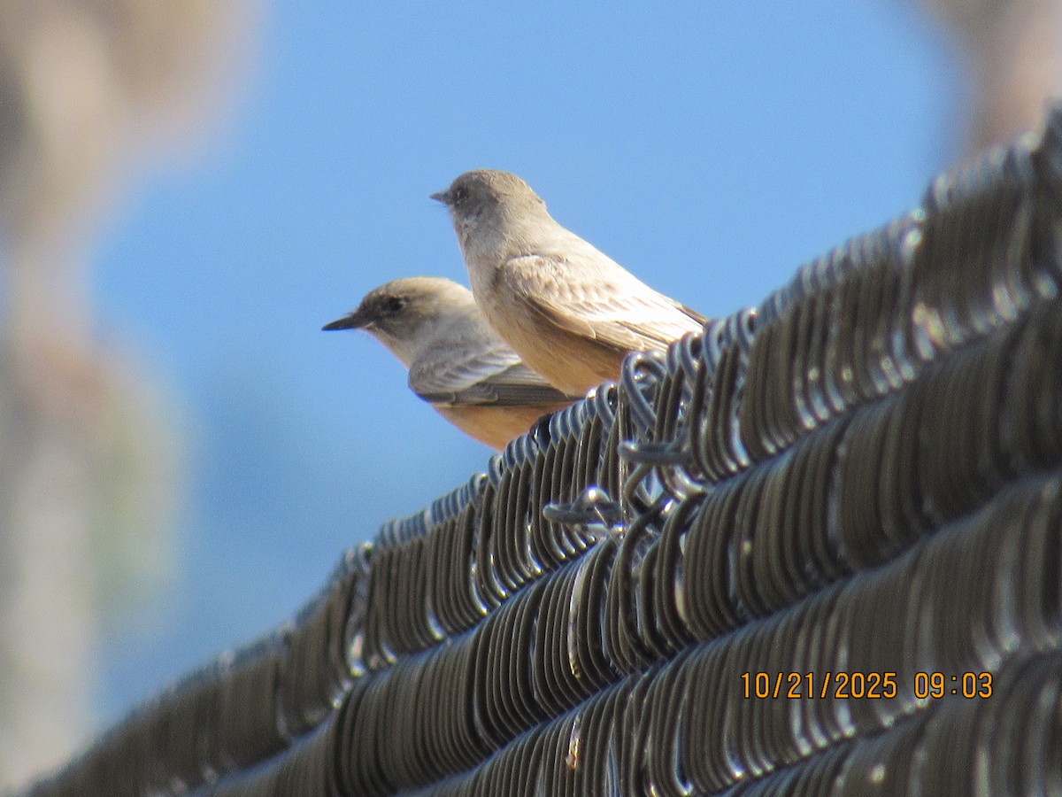 Say's Phoebe - ML643894646