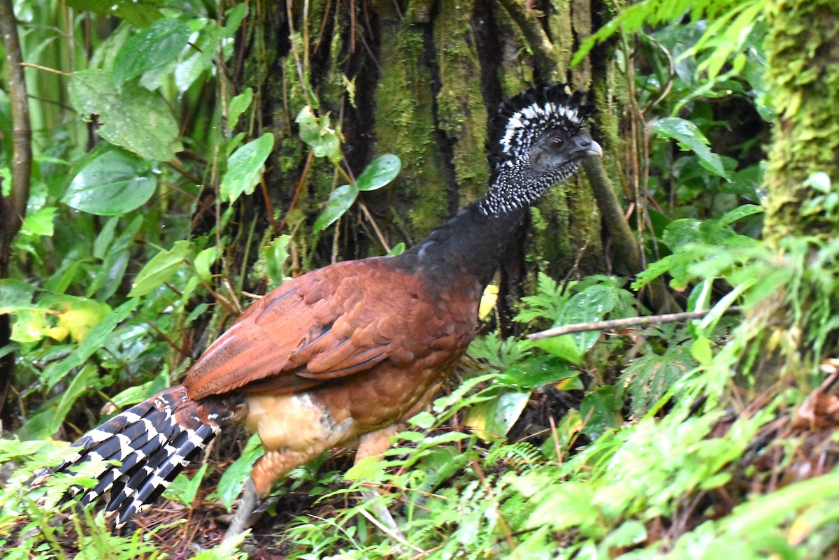 Кракс великий - ML643894647