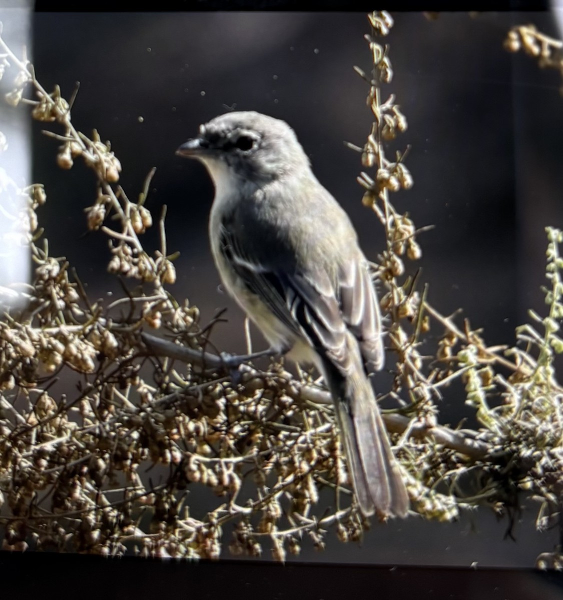 Braunaugenvireo (pusillus) - ML643894648
