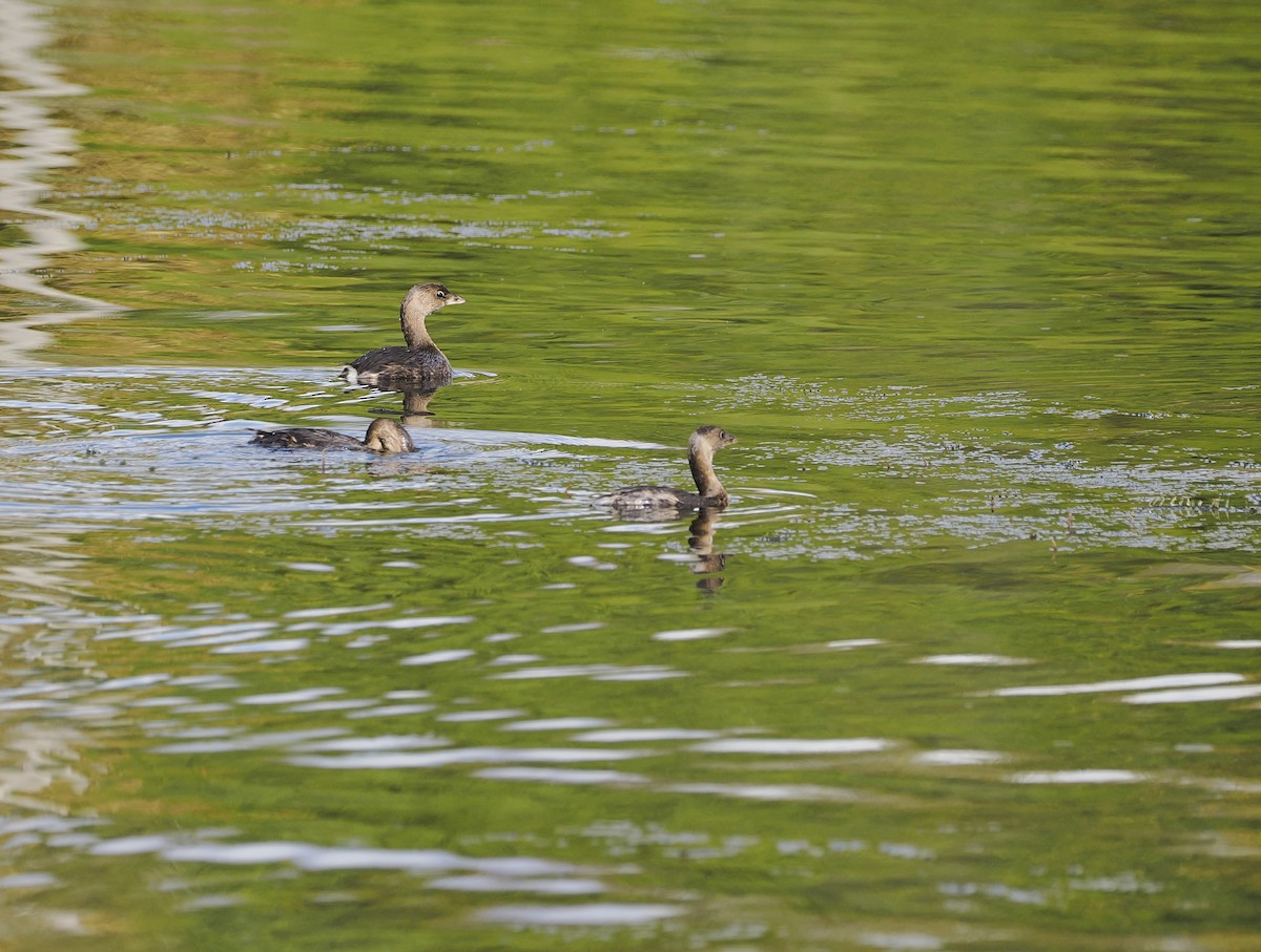 Pied-billed Grebe - ML643894652