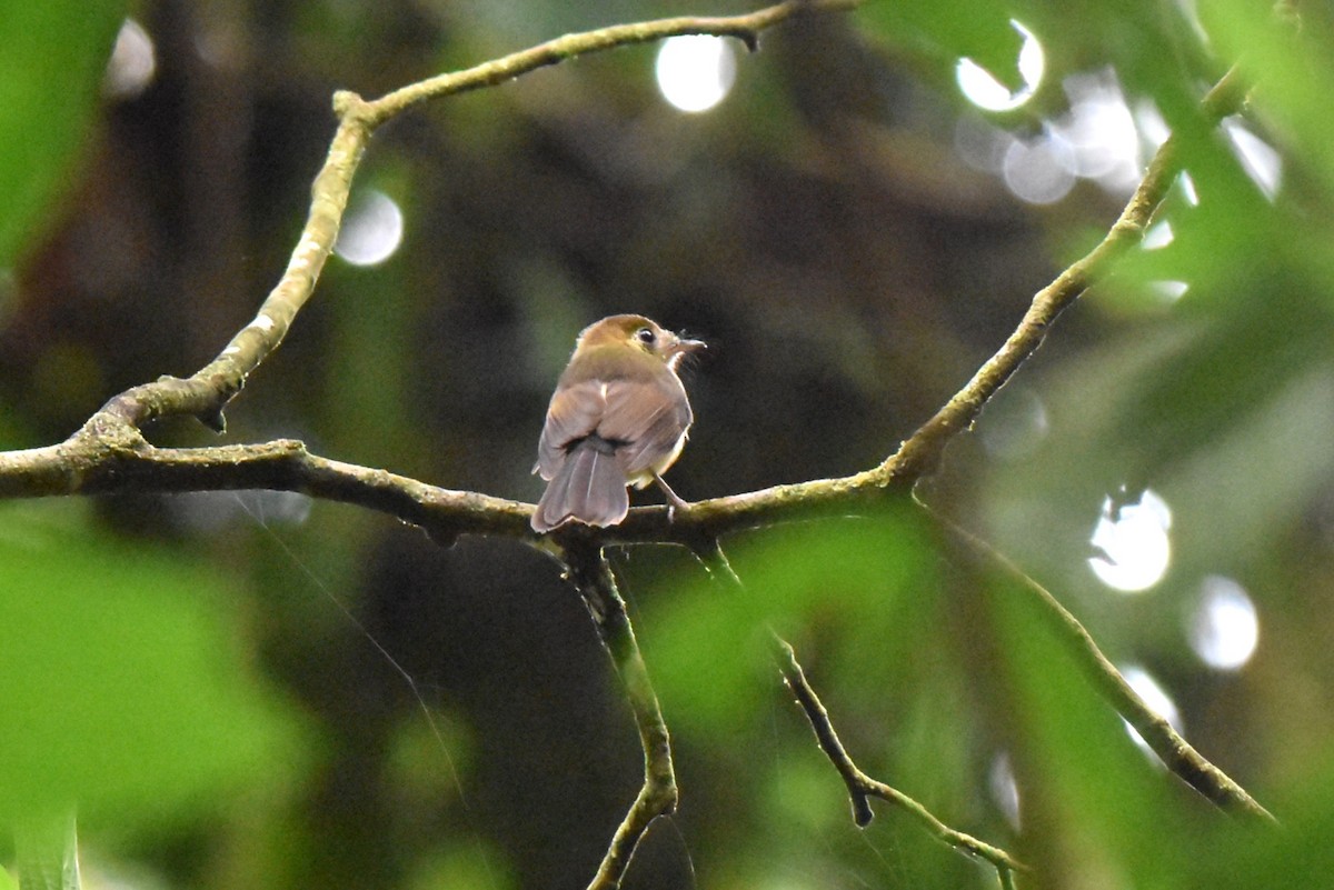 tyranovec sírovokostřecový - ML643894654