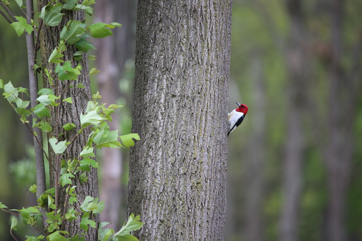 Red-headed Woodpecker - ML643894676
