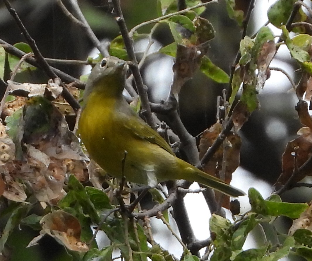 Nashville Warbler - ML643894690