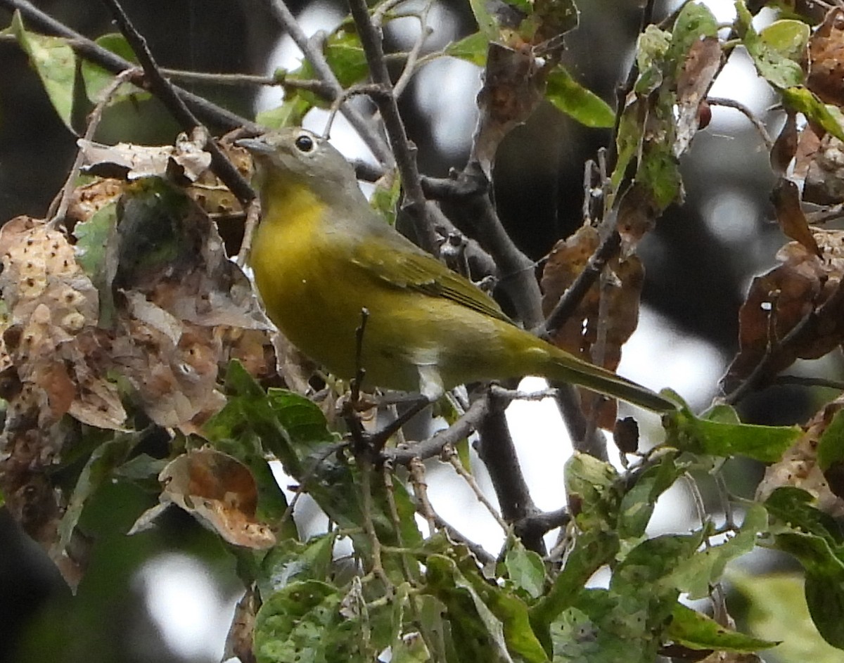 Nashville Warbler - ML643894691
