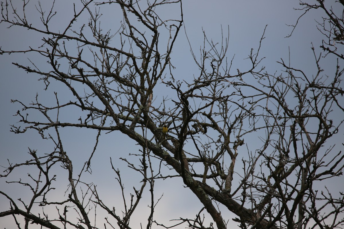 Orchard Oriole - ML643894695