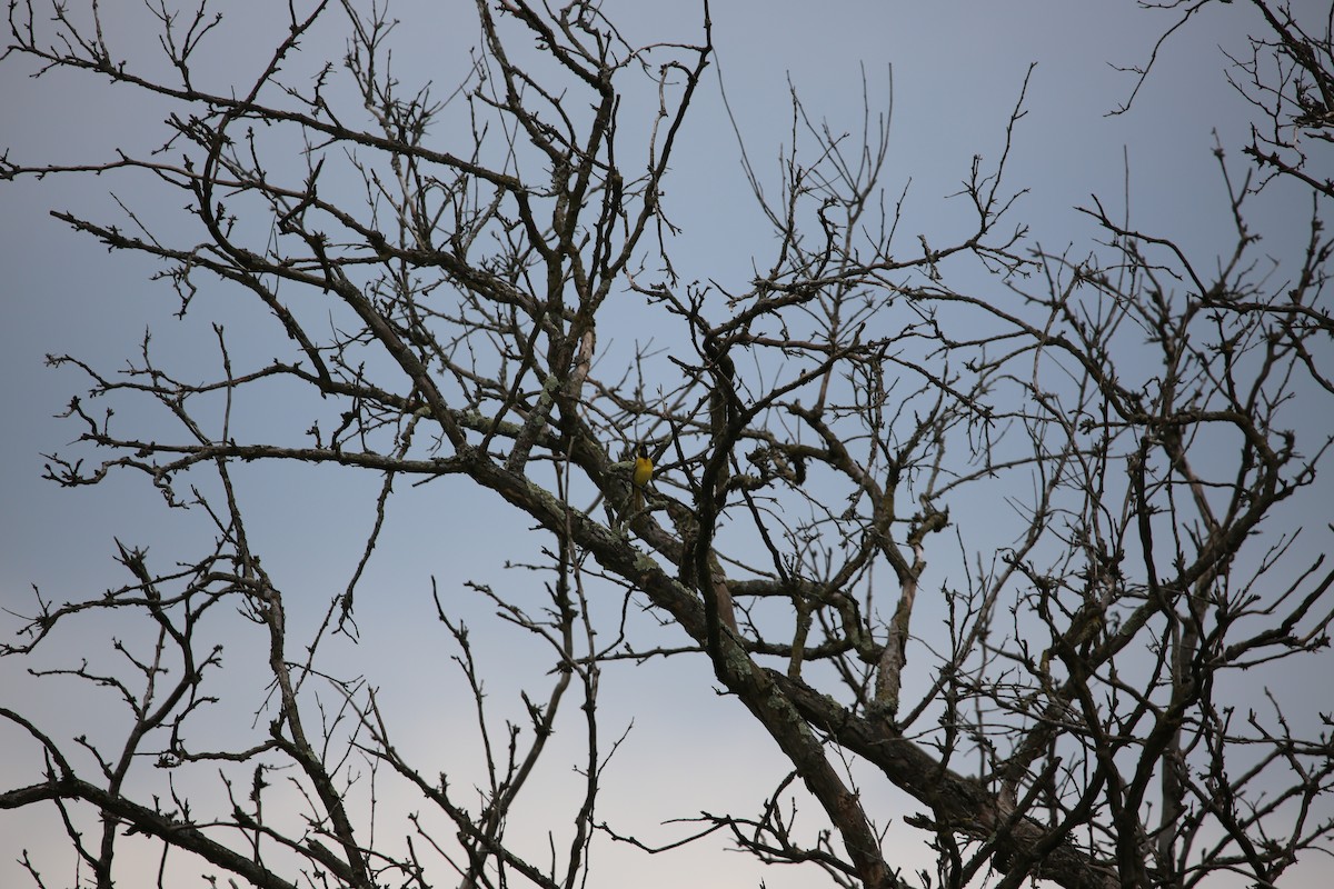 Orchard Oriole - ML643894696