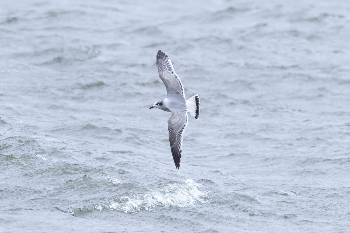 Franklin's Gull - ML643894699