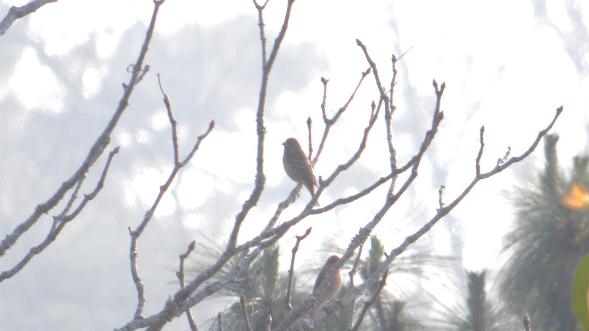 Common Rosefinch - ML643894715