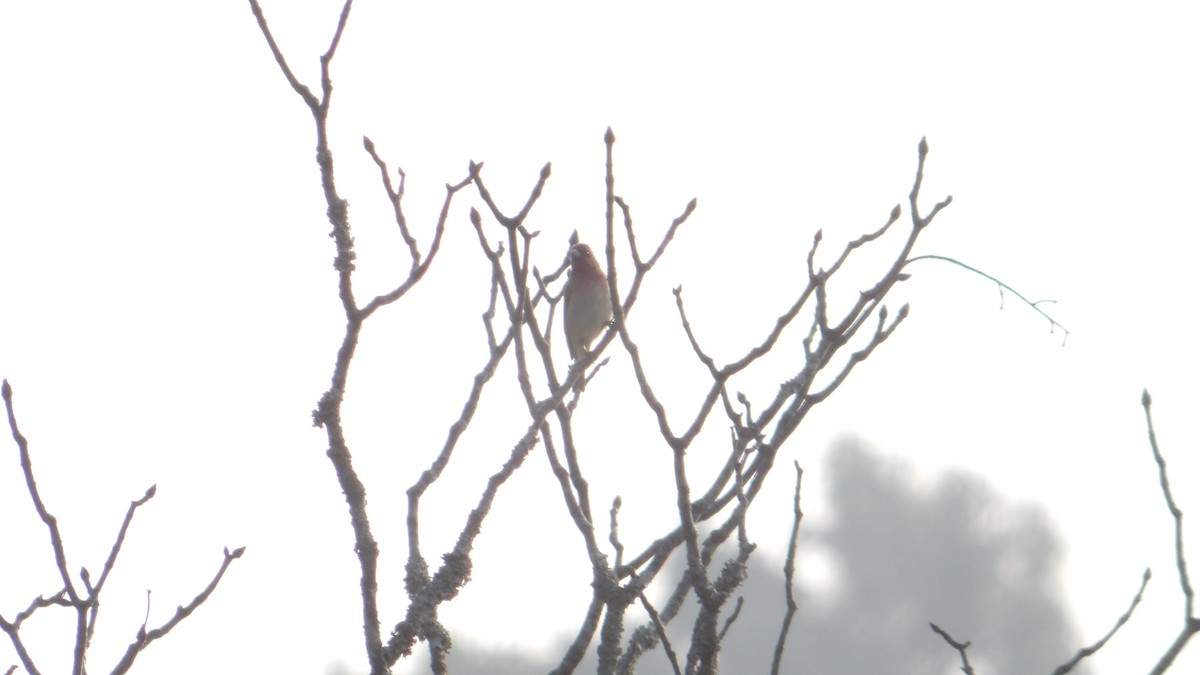 Common Rosefinch - ML643894716
