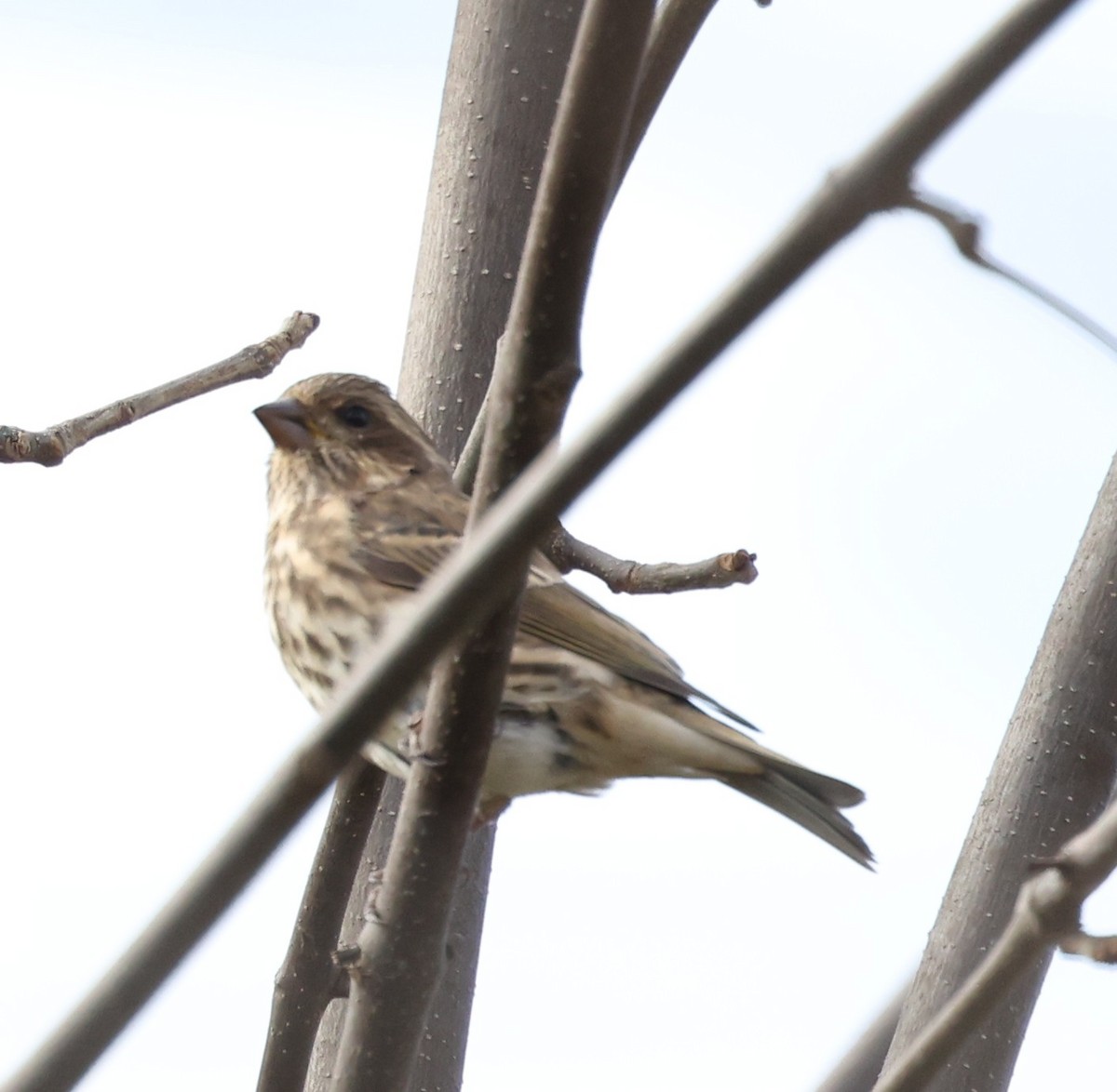 Purple Finch - ML643894719