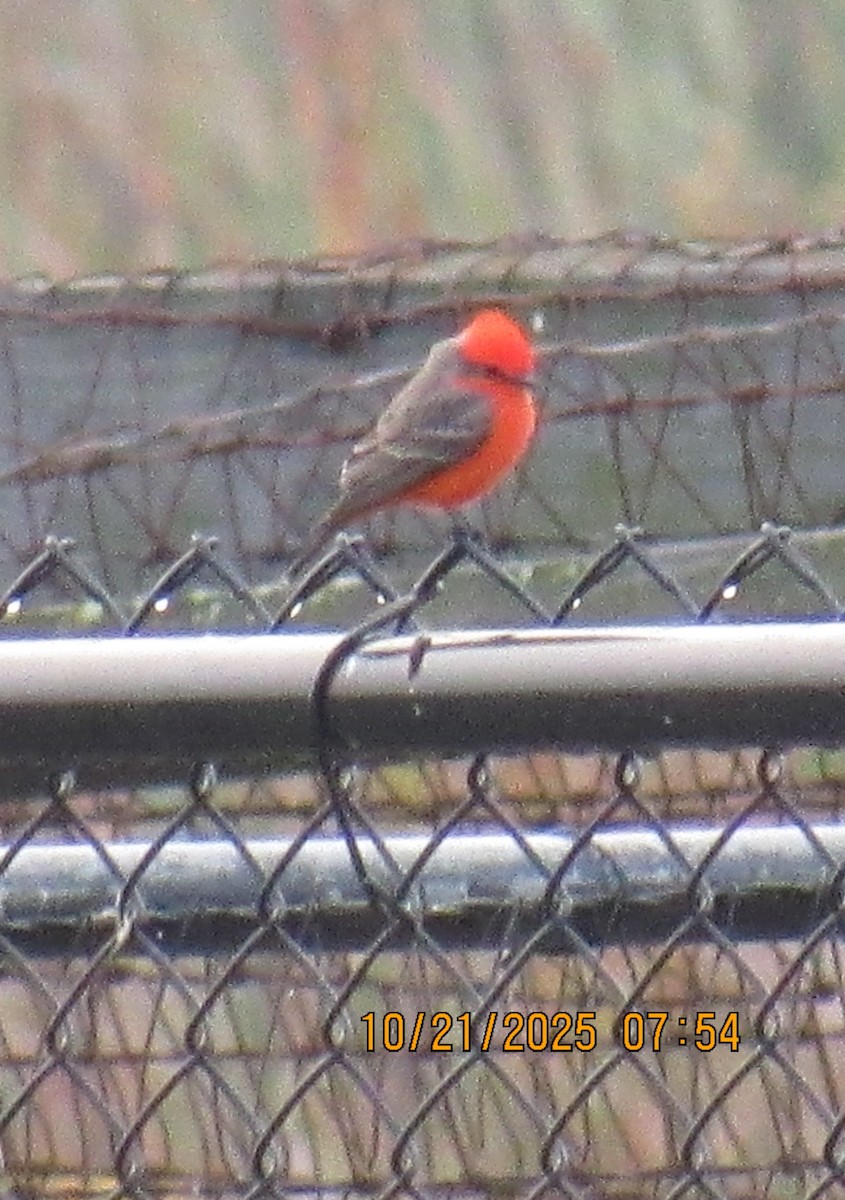 Vermilion Flycatcher - ML643894739