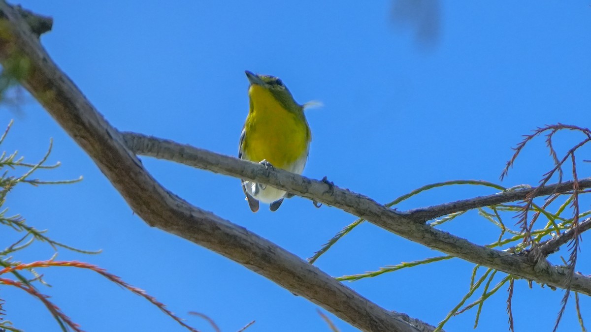 Yellow-throated Vireo - ML643894749