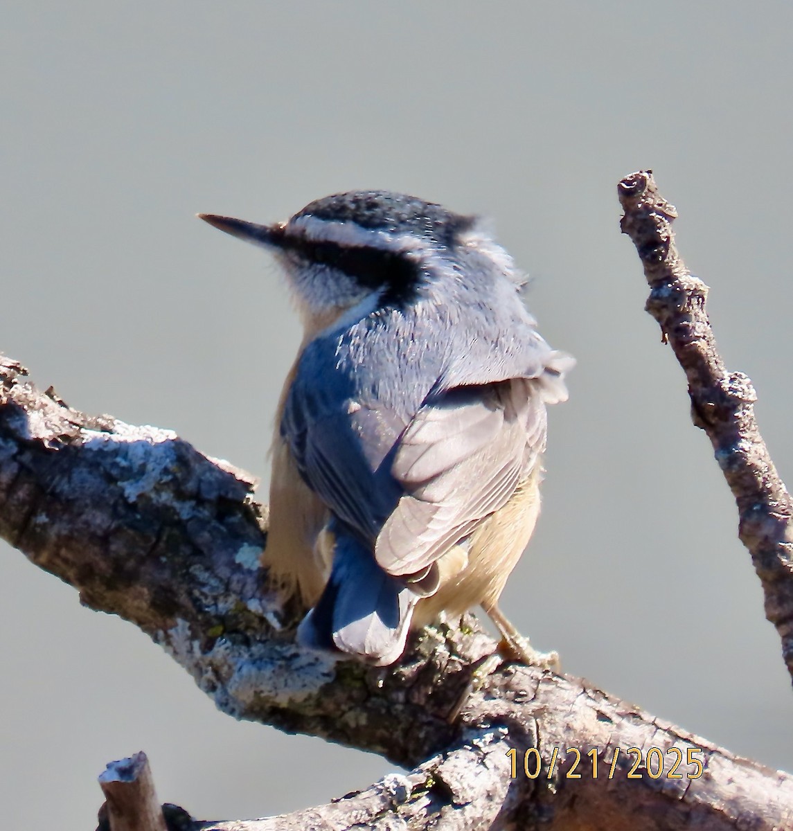 Red-breasted Nuthatch - ML643894753