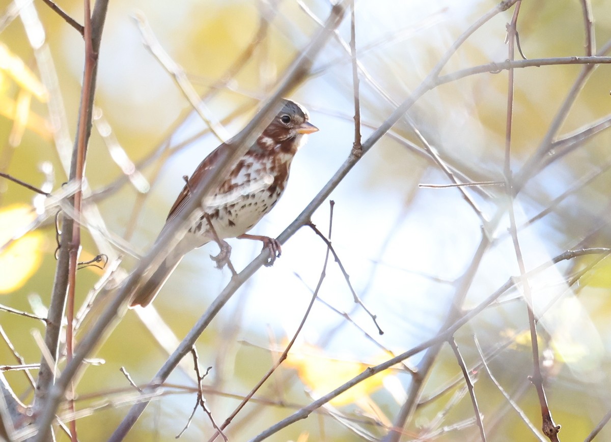 Fox Sparrow - ML643894762