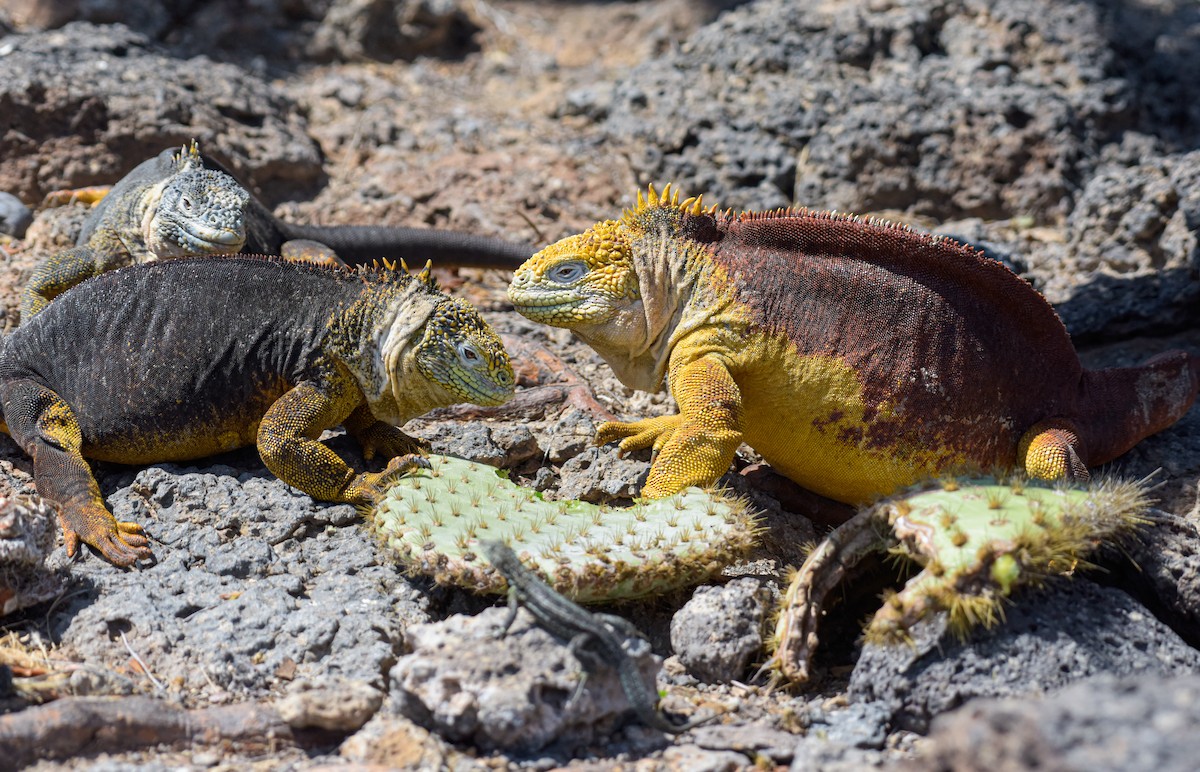 Galápagos Land Iguanas - ML643894771