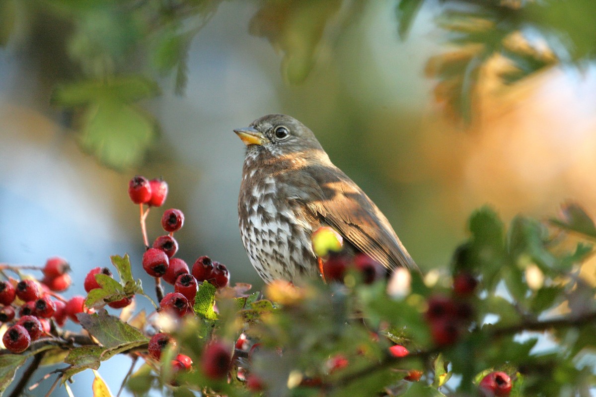 Fox Sparrow - ML643894783