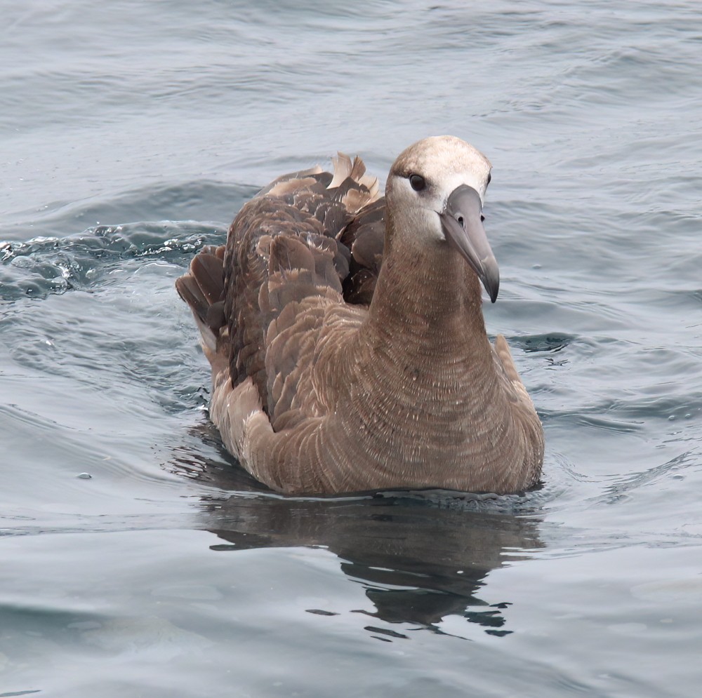 Kara Ayaklı Albatros - ML643894789