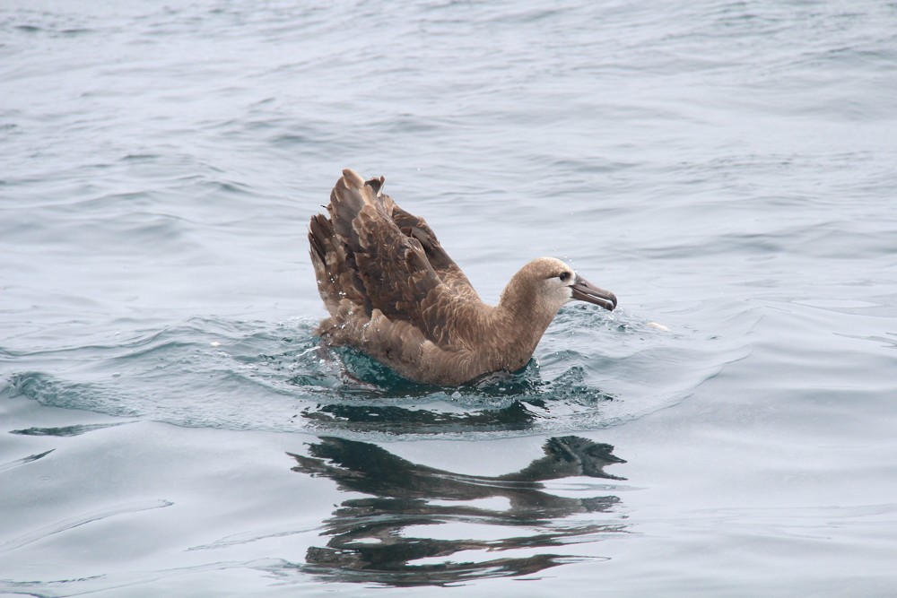 Kara Ayaklı Albatros - ML643894790