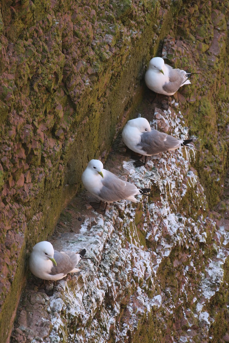 Гурван хуруут цахлай - ML643894806