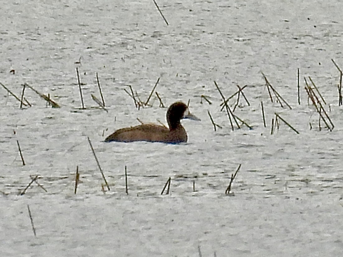 Greater Scaup - ML643894816