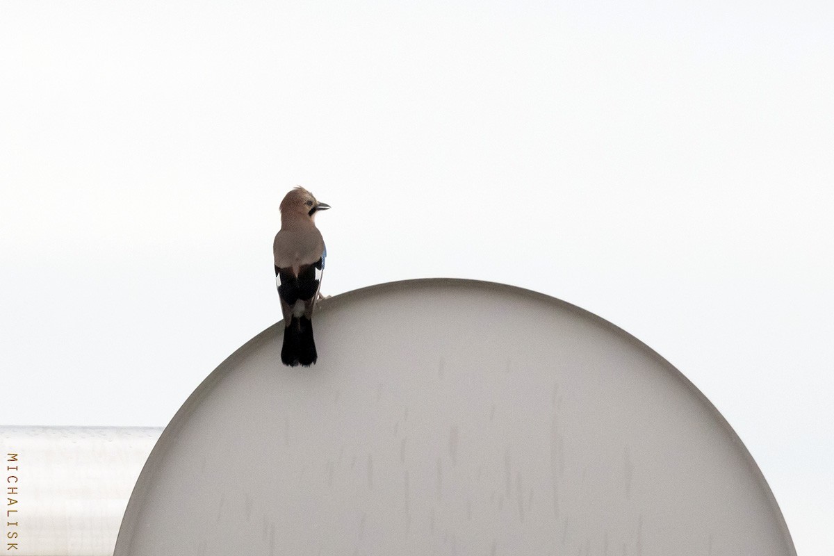 Eurasian Jay - ML643894824