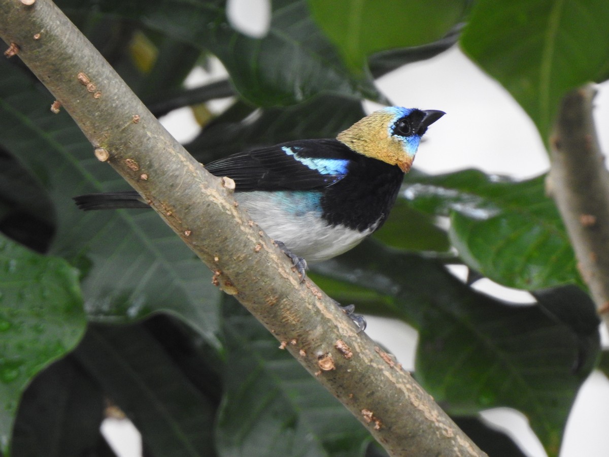 Golden-hooded Tanager - ML643894826