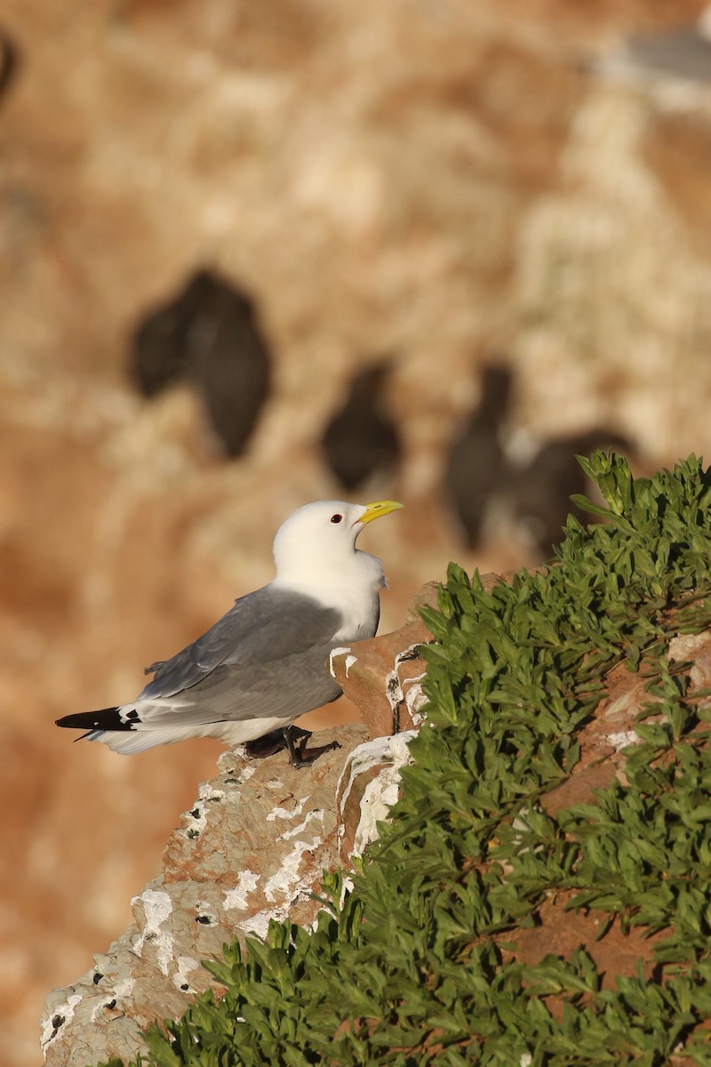 Гурван хуруут цахлай - ML643894829