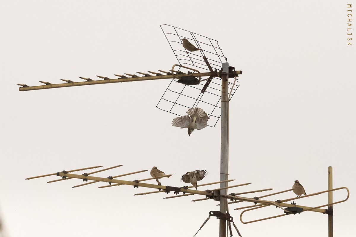 Whinchat - ML643894830