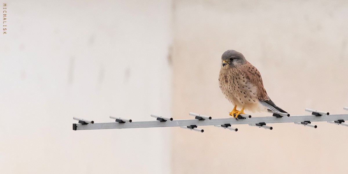 Eurasian Kestrel - ML643894841