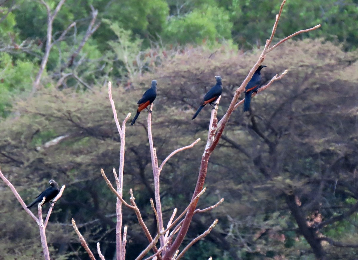 Red-winged Starling - ML643894858