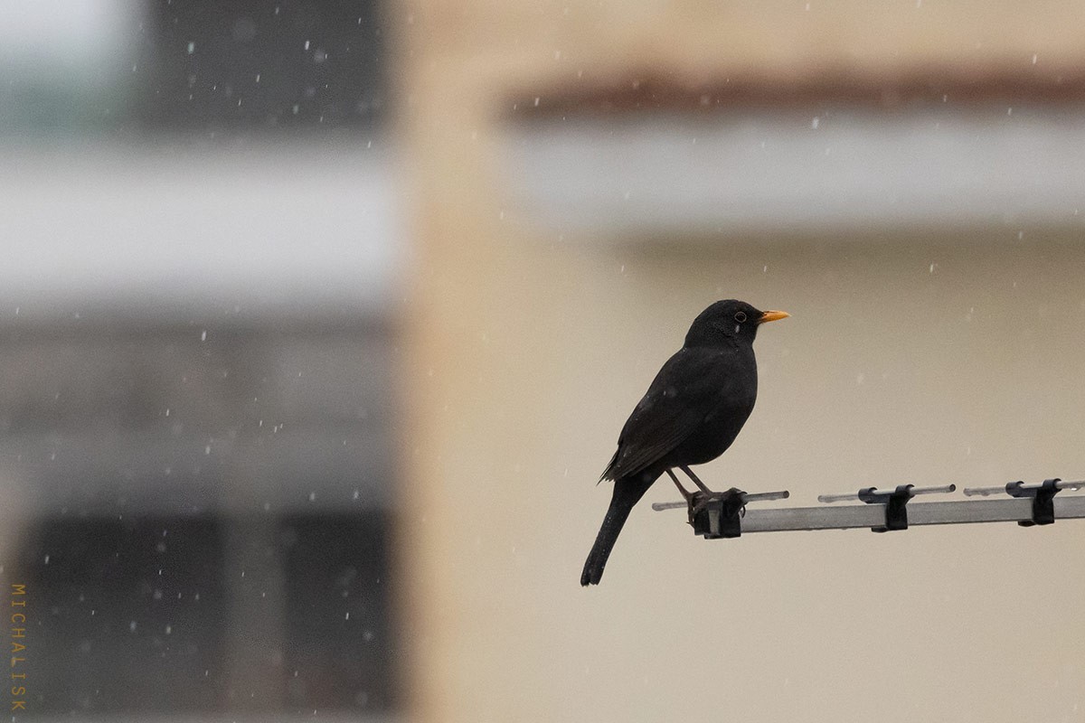 Eurasian Blackbird - ML643894868