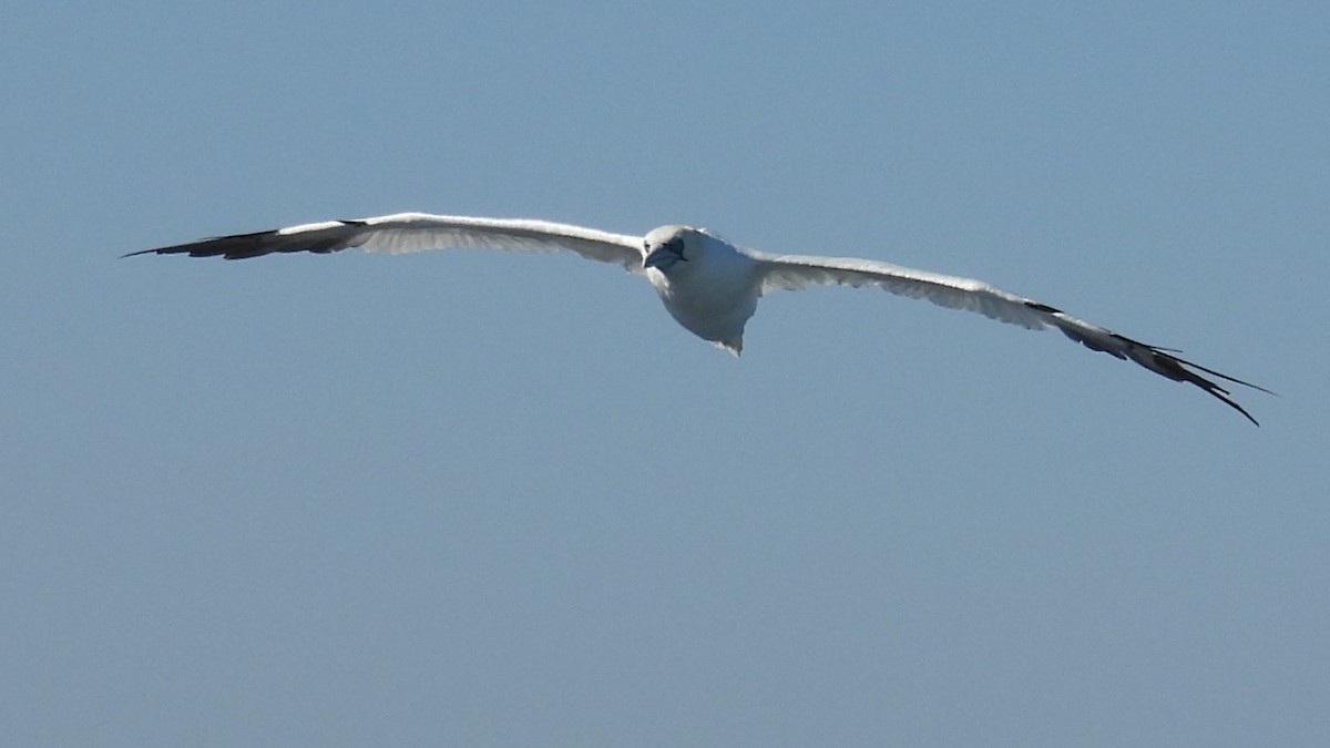 Northern Gannet - ML643894873
