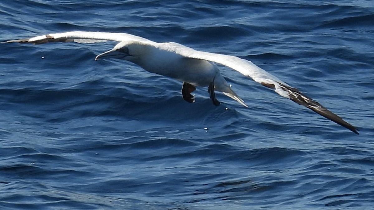 Northern Gannet - ML643894874