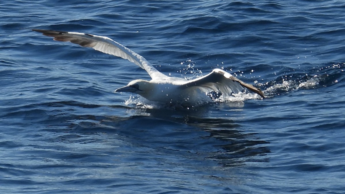 Northern Gannet - ML643894875