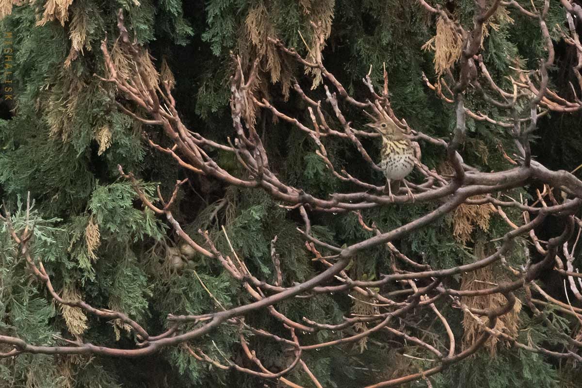 Song Thrush - ML643894876