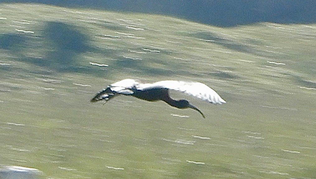 African Sacred Ibis - ML643894877