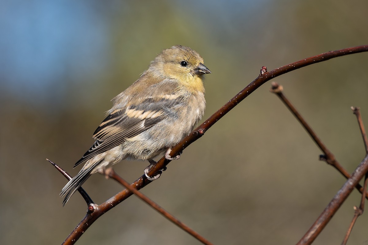 American Goldfinch - ML643894880