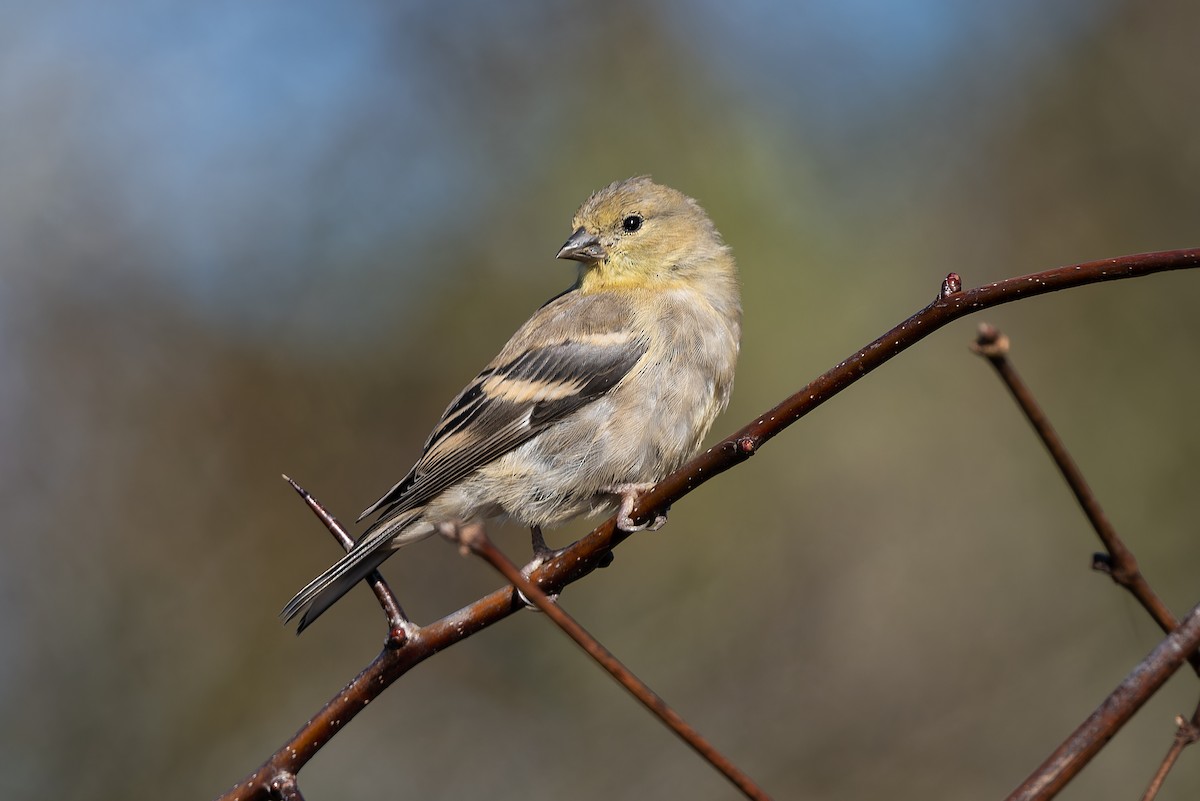 American Goldfinch - ML643894882