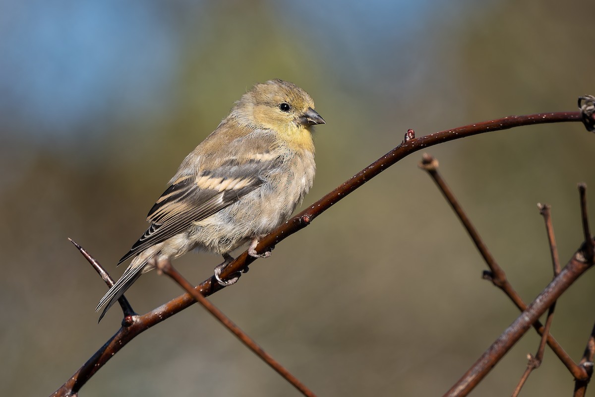 American Goldfinch - ML643894883