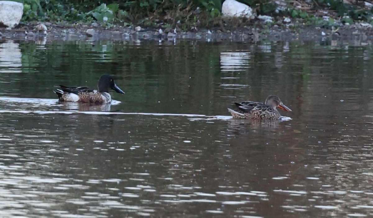 Халбага нугас - ML643894902