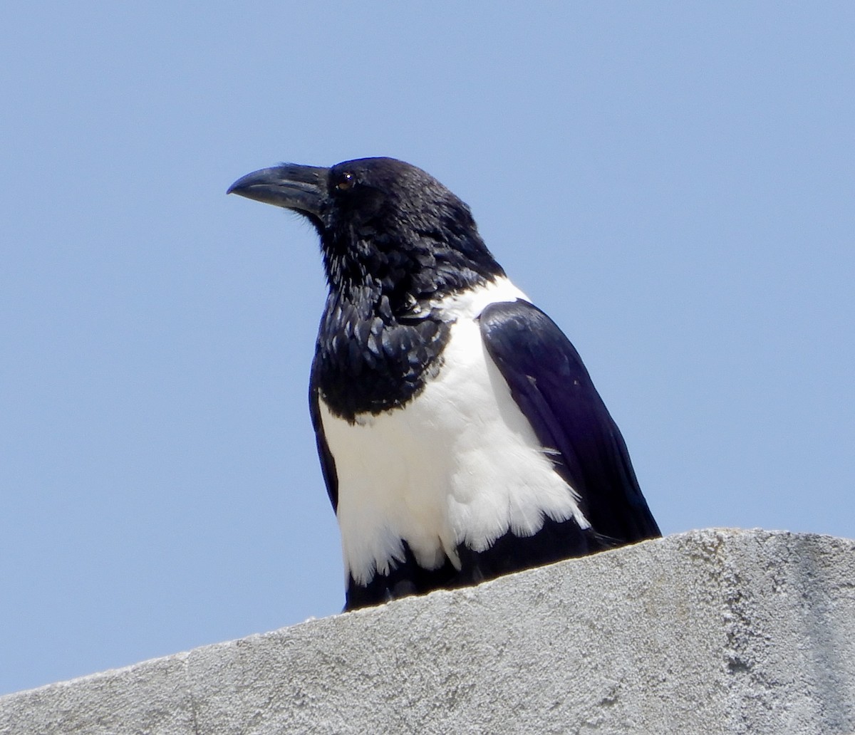 Pied Crow - ML643894929