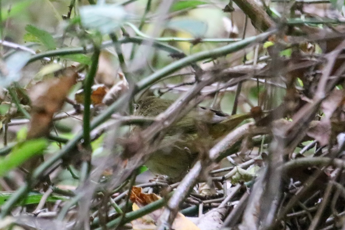 new world warbler sp. - ML643894940
