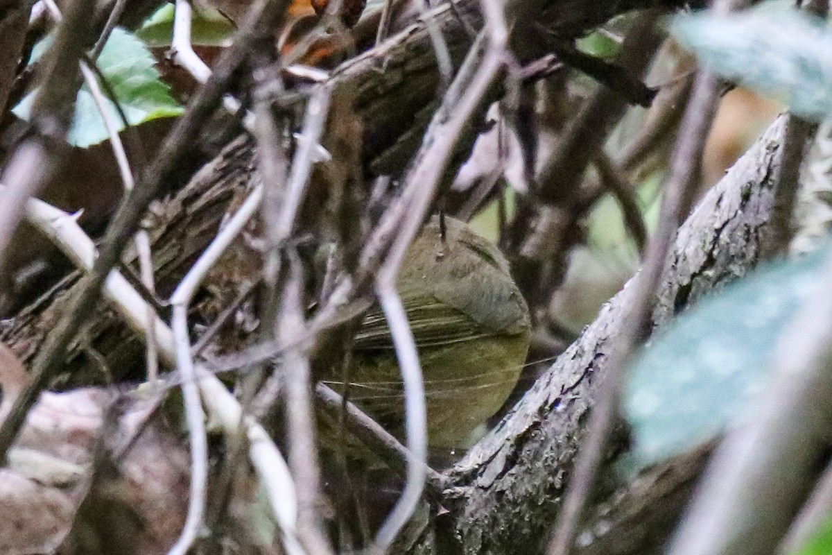 new world warbler sp. - ML643894941