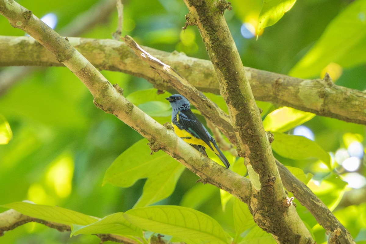 Turquoise Tanager - ML643894950