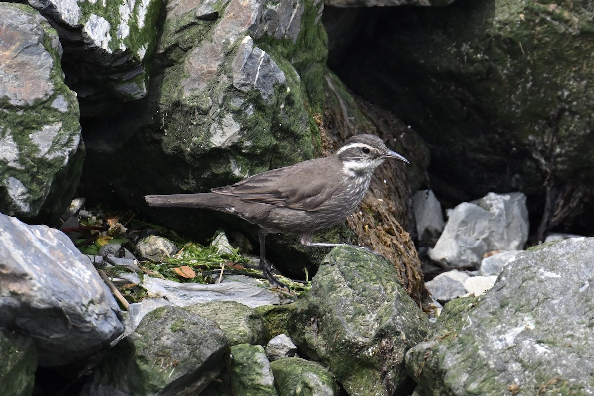 Cinclode à ventre sombre - ML643894952