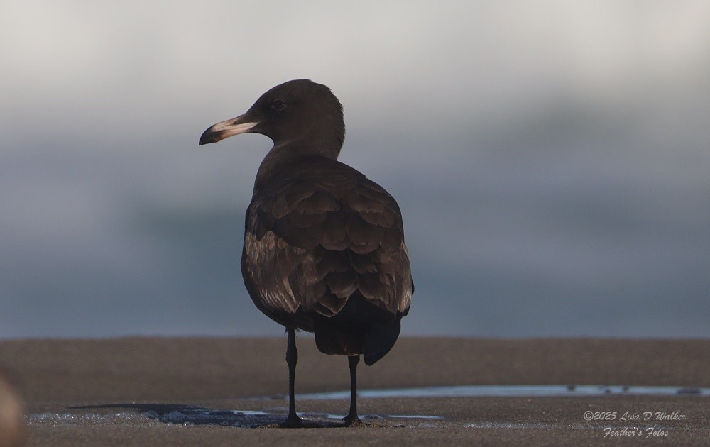 Heermann's Gull - ML643895003