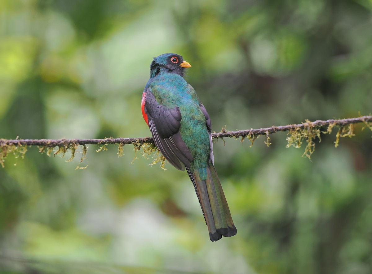 Masked Trogon - ML643895006